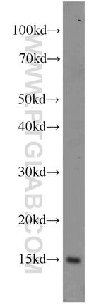 SH2D1B Antibody in Western Blot (WB)