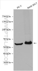 TIM3 Antibody in Western Blot (WB)