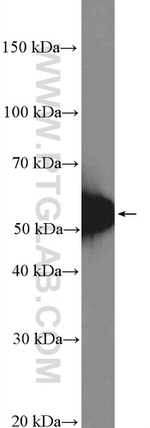 TIM3 Antibody in Western Blot (WB)