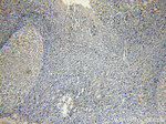 KLF4 Antibody in Immunohistochemistry (Paraffin) (IHC (P))