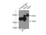 KLF4 Antibody in Immunoprecipitation (IP)