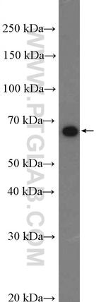 KLF4 Antibody in Western Blot (WB)