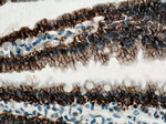 SLC4A4 Antibody in Immunohistochemistry (Paraffin) (IHC (P))