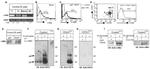 c-Met Antibody in Flow Cytometry (Flow)