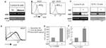 c-Met Antibody in Flow Cytometry (Flow)