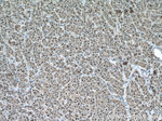 PSMA3 Antibody in Immunohistochemistry (Paraffin) (IHC (P))