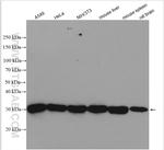 PSMA3 Antibody in Western Blot (WB)