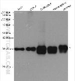 PSMA3 Antibody in Western Blot (WB)