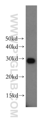 PSMA3 Antibody in Western Blot (WB)