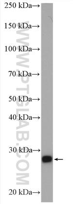 PSMA3 Antibody in Western Blot (WB)