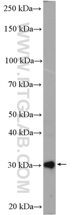 PSMA3 Antibody in Western Blot (WB)