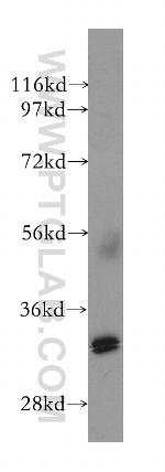 XLF Antibody in Western Blot (WB)