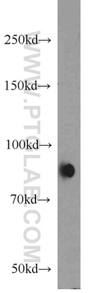 AGGF1 Antibody in Western Blot (WB)