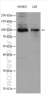 AGGF1 Antibody in Western Blot (WB)