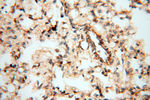 TERF1 Antibody in Immunohistochemistry (Paraffin) (IHC (P))