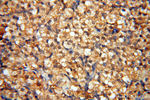 TERF1 Antibody in Immunohistochemistry (Paraffin) (IHC (P))