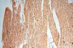 TERF1 Antibody in Immunohistochemistry (Paraffin) (IHC (P))