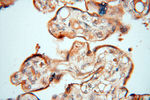 TERF1 Antibody in Immunohistochemistry (Paraffin) (IHC (P))