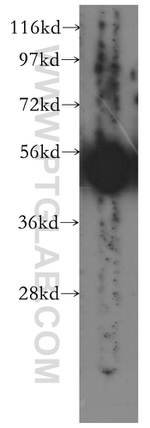 TERF1 Antibody in Western Blot (WB)