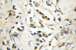 DGKE Antibody in Immunohistochemistry (Paraffin) (IHC (P))