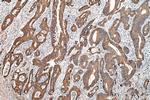 DGKE Antibody in Immunohistochemistry (Paraffin) (IHC (P))