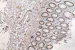 DGKE Antibody in Immunohistochemistry (Paraffin) (IHC (P))