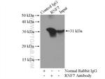 RNF7 Antibody in Immunoprecipitation (IP)