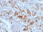 Clusterin/Apolipoprotein J (APO-J) Antibody in Immunohistochemistry (Paraffin) (IHC (P))