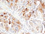 Clusterin/Apolipoprotein J (APO-J) Antibody in Immunohistochemistry (Paraffin) (IHC (P))