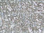 HuR Antibody in Immunohistochemistry (Paraffin) (IHC (P))