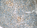 HuR Antibody in Immunohistochemistry (Paraffin) (IHC (P))