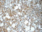 HuR Antibody in Immunohistochemistry (Paraffin) (IHC (P))