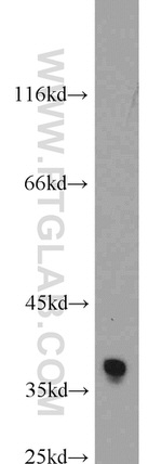 HuR Antibody in Western Blot (WB)