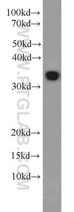 HuR Antibody in Western Blot (WB)