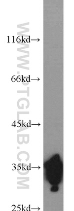 HuR Antibody in Western Blot (WB)