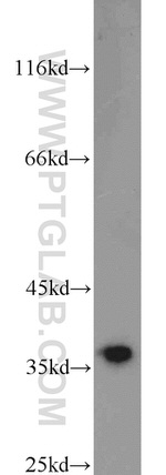 HuR Antibody in Western Blot (WB)