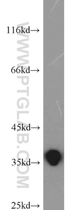 HuR Antibody in Western Blot (WB)