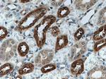 Uromodulin Antibody in Immunohistochemistry (Paraffin) (IHC (P))