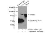 Uromodulin Antibody in Immunoprecipitation (IP)