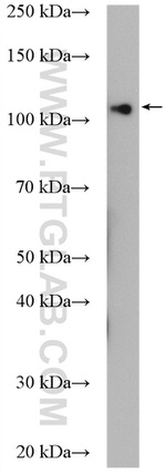 Sec8 Antibody in Western Blot (WB)