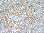 RABL3 Antibody in Immunohistochemistry (Paraffin) (IHC (P))