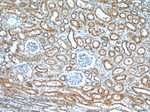 RABL3 Antibody in Immunohistochemistry (Paraffin) (IHC (P))