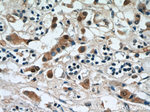 RABL3 Antibody in Immunohistochemistry (Paraffin) (IHC (P))