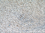 RABL3 Antibody in Immunohistochemistry (Paraffin) (IHC (P))