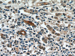 RABL3 Antibody in Immunohistochemistry (Paraffin) (IHC (P))