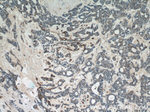 RABL3 Antibody in Immunohistochemistry (Paraffin) (IHC (P))