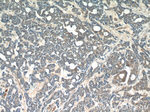 RABL3 Antibody in Immunohistochemistry (Paraffin) (IHC (P))