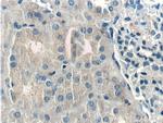 Kininogen 1 Antibody in Immunohistochemistry (Paraffin) (IHC (P))