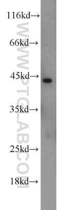TMEFF2 Antibody in Western Blot (WB)