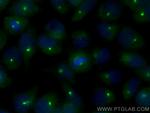 CSPP1 Antibody in Immunocytochemistry (ICC/IF)